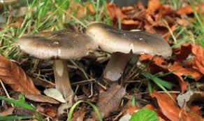 Attēlu rezultāti vaicājumam “Clitocybe nebularis”