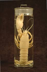 Image result for Homarus americanus