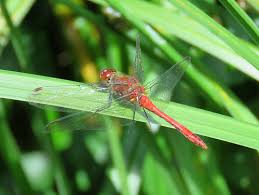 Attēlu rezultāti vaicājumam “Sympetrum sanguineum male”