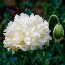 Image result for Papaver somniferum White Cloud