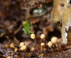 Attēlu rezultāti vaicājumam “Cribraria oregana”