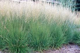 Attēlu rezultāti vaicājumam “Molinia caerulea leaf”