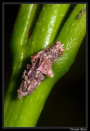 Attēlu rezultāti vaicājumam “Canephora hirsuta”