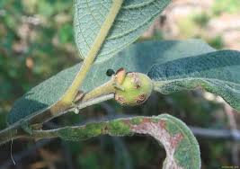 Attēlu rezultāti vaicājumam “Rabdophaga salicis”