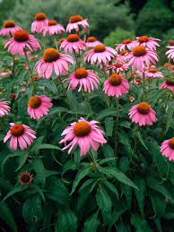 Attēlu rezultāti vaicājumam “Echinacea purpurea”