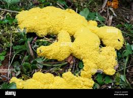 Attēlu rezultāti vaicājumam “Craterium minutum stalked”