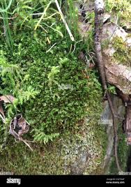 Attēlu rezultāti vaicājumam “Mnium lycopodioides”