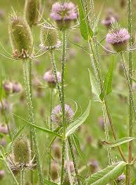 Image result for Dipsacus silvestris