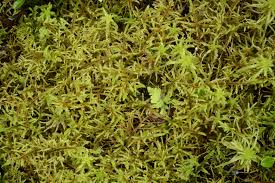 Attēlu rezultāti vaicājumam “Hylocomiastrum umbratum”