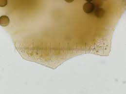 Attēlu rezultāti vaicājumam “Licea pygmaea”