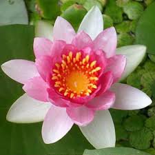 Attēlu rezultāti vaicājumam “Nymphaea candida leaf”