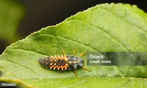 Attēlu rezultāti vaicājumam “Psyllobora vigintiduopunctata larva”