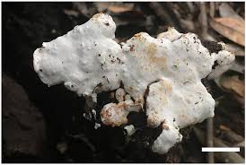 Attēlu rezultāti vaicājumam “Perenniporia subacida”