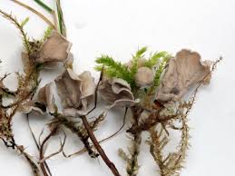 Attēlu rezultāti vaicājumam “Arrhenia retiruga”