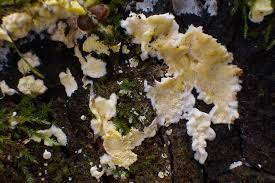 Attēlu rezultāti vaicājumam “Flaviporus citrinellus”