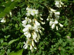 Attēlu rezultāti vaicājumam “Robinia pseudoacacia flower”