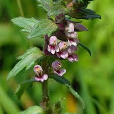 Attēlu rezultāti vaicājumam “Odontites vulgaris leaf”