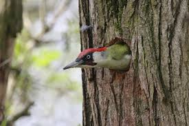 Attēlu rezultāti vaicājumam “Picus viridis nest”