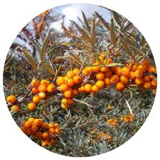 Attēlu rezultāti vaicājumam “Hippophae rhamnoides”