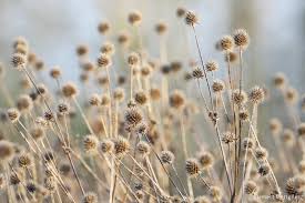 Image result for Dipsacus pilosus