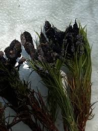 Attēlu rezultāti vaicājumam “Physarum cinereum spores”