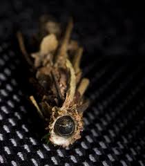 Attēlu rezultāti vaicājumam “Canephora hirsuta larva”