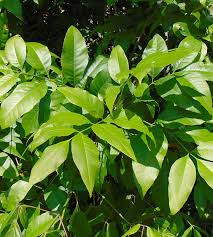 Attēlu rezultāti vaicājumam “Fraxinus pennsylvanica”