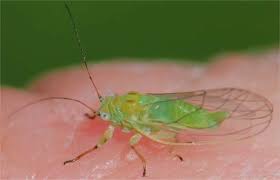 Attēlu rezultāti vaicājumam “Psylla alni”