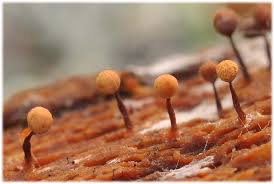 Attēlu rezultāti vaicājumam “Cribraria ferruginea macro”