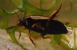 Attēlu rezultāti vaicājumam “Colymbetes striatus”