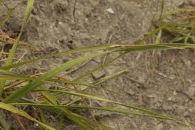 Attēlu rezultāti vaicājumam “Brachypodium sylvaticum fruit”
