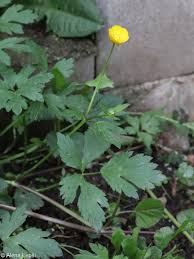 Attēlu rezultāti vaicājumam “Ranunculus cassubicus bud”