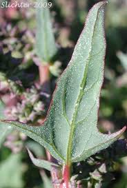 Attēlu rezultāti vaicājumam “Atriplex calotheca leaf”