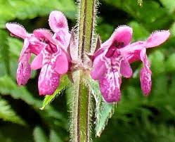 Attēlu rezultāti vaicājumam “Stachys sylvatica bud”