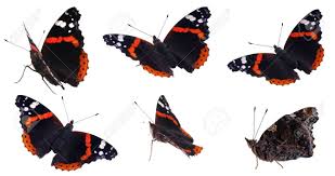 Attēlu rezultāti vaicājumam “Vanessa atalanta upperside”