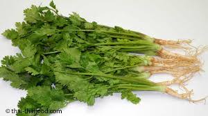 Image result for Koriander