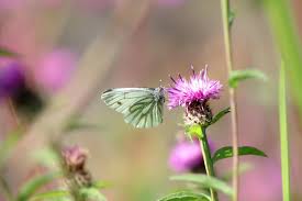 Attēlu rezultāti vaicājumam “Aporia crataegi female”