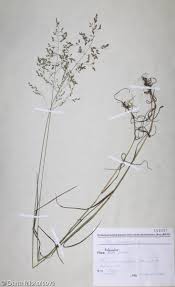 Attēlu rezultāti vaicājumam “Poa palustris leaf”