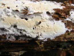 Attēlu rezultāti vaicājumam “Junghuhnia pseudozilingiana”