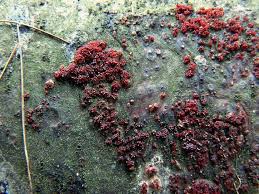 Attēlu rezultāti vaicājumam “Neonectria fuckeliana”