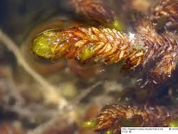 Attēlu rezultāti vaicājumam “Scorpidium scorpioides”