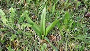 Image result for Herbstzeitlose