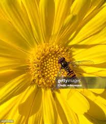 Attēlu rezultāti vaicājumam “Helophilus sp.”