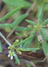 Attēlu rezultāti vaicājumam “Cribraria rubiginosa stalked”