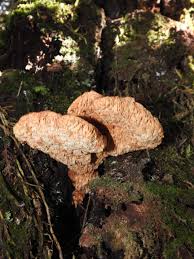 Attēlu rezultāti vaicājumam “Flaviporus citrinellus”