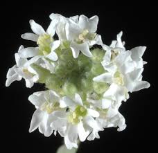 Attēlu rezultāti vaicājumam “Berteroa incana fruit”