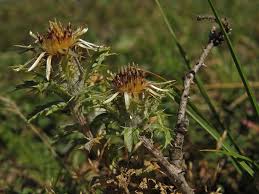 Attēlu rezultāti vaicājumam “Carlina biebersteinii leaf”