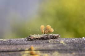 Attēlu rezultāti vaicājumam “Hemitrichia calyculata”