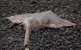 Image result for Dipturus intermedius