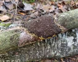 Attēlu rezultāti vaicājumam “Fuligo licentii”